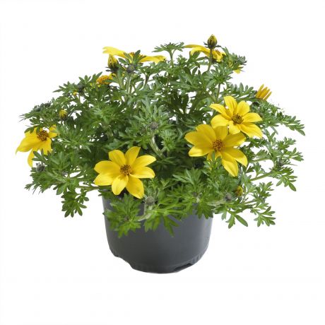 Bidens ferulifolia (stek)