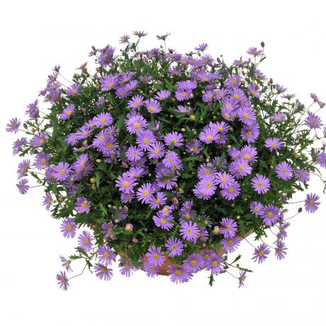 Brachyscome multifida (stek) Perkplanten, Stek