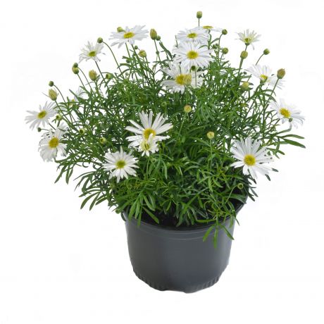 Brachyscome multifida (stek)