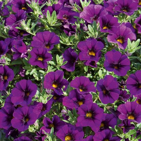 Calibrachoa (stek) Perkplanten, Stek