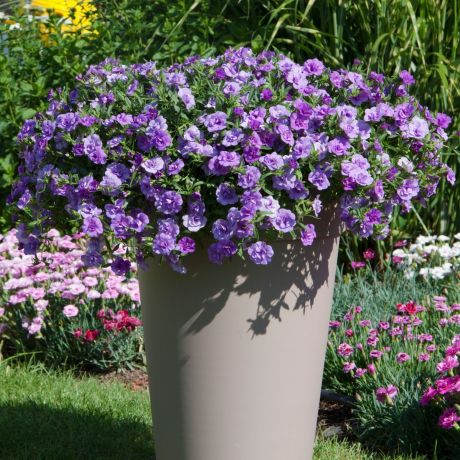 Calibrachoa (stek)
