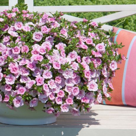 Calibrachoa (stek)