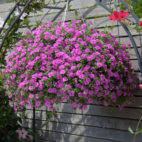 Calibrachoa (stek)
