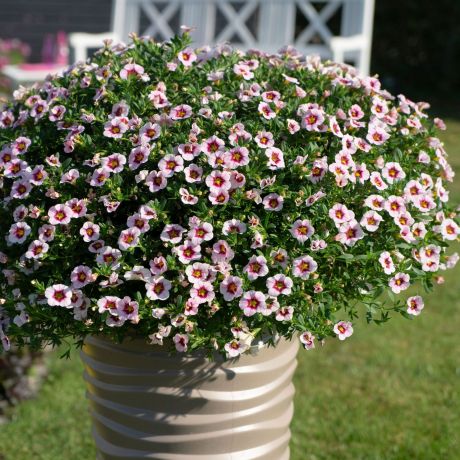 Calibrachoa (stek)