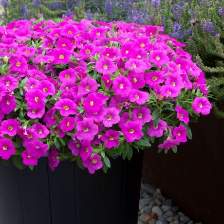 Calibrachoa (stek)