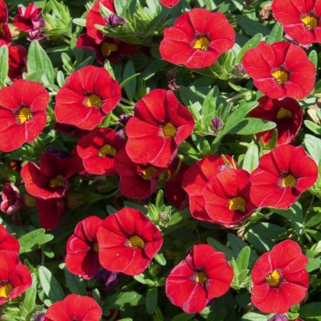 Calibrachoa (stek)