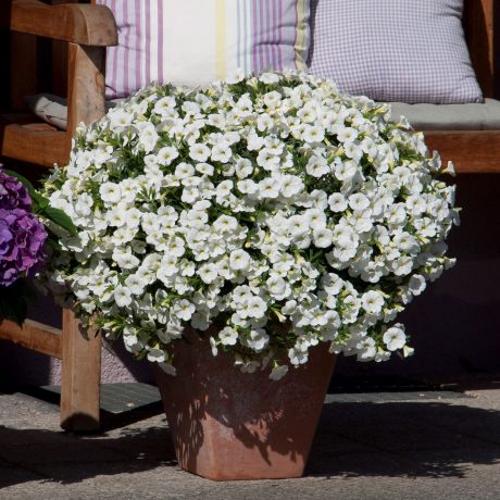 Calibrachoa (stek)