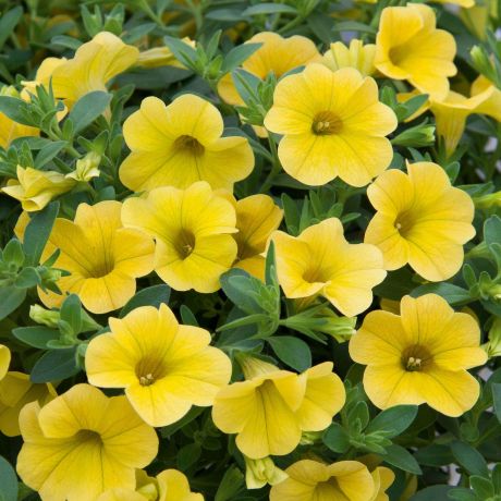 Calibrachoa (stek)