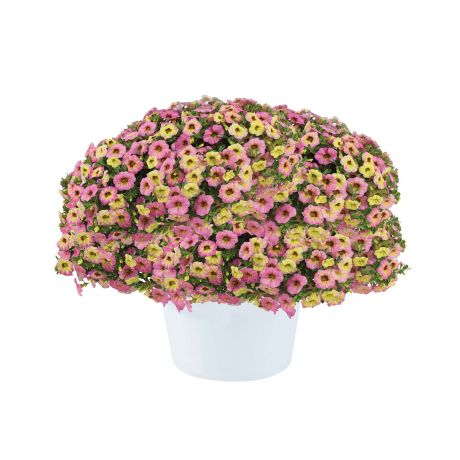 Calibrachoa (stek)