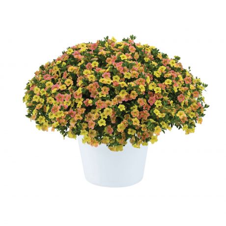 Calibrachoa (stek)