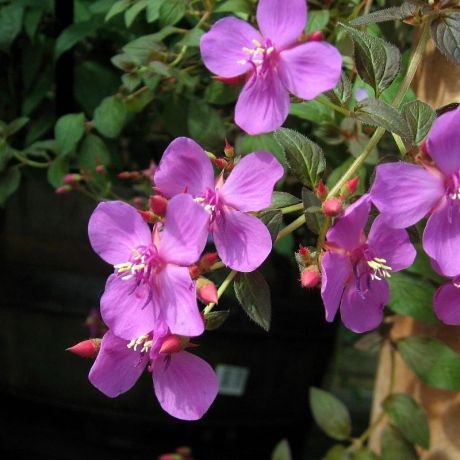 Centradenia floribunda Cascade (stek) Perkplanten, Stek