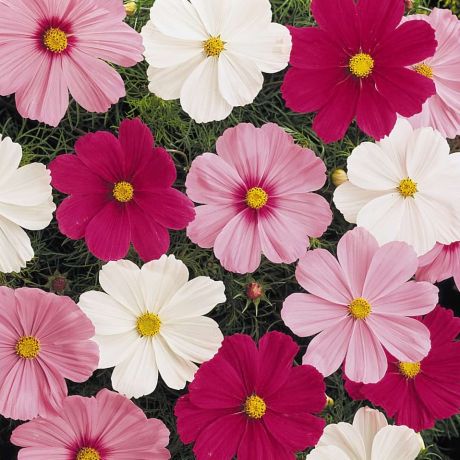 Cosmos Bipinnatus Mix (zaad) Perkplanten, Zaad