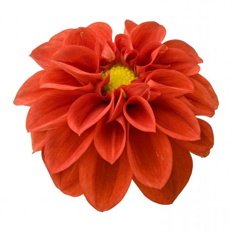 Dahlia (stek) Perkplanten, Stek