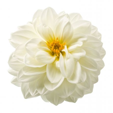 Dahlia (stek)