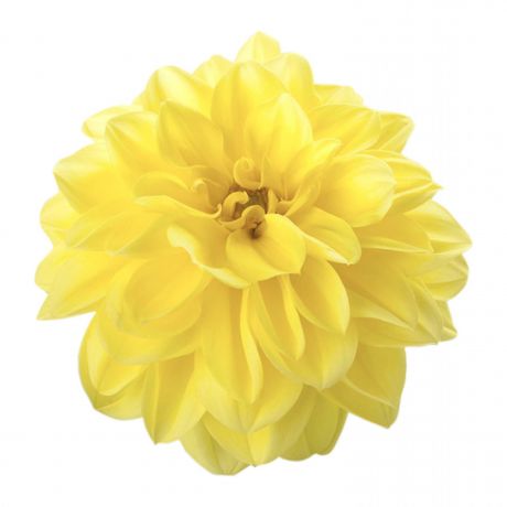 Dahlia (stek)