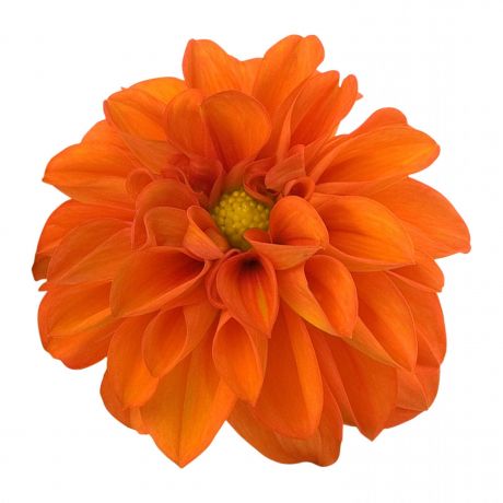 Dahlia (stek)
