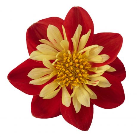 Dahlia (stek)