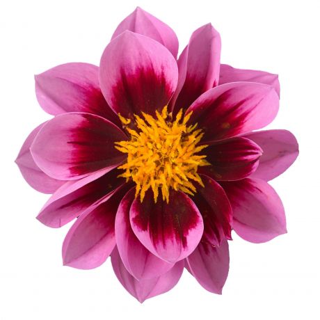 Dahlia (stek)