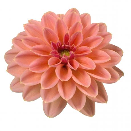 Dahlia (stek)