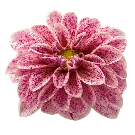 Dahlia (stek)