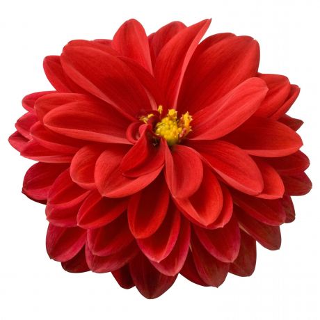 Dahlia (stek)
