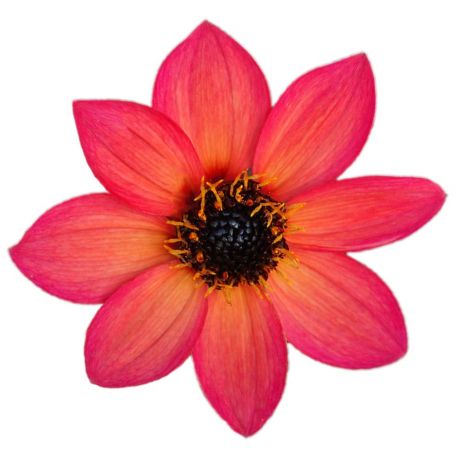 Dahlia (stek)