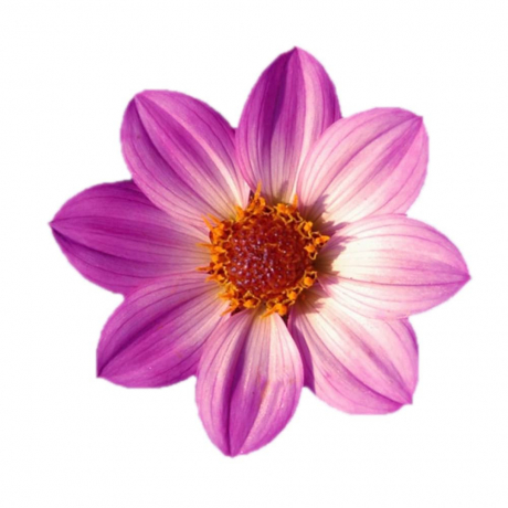Dahlia (stek)