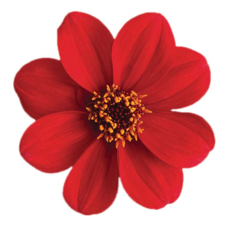 Dahlia (stek)