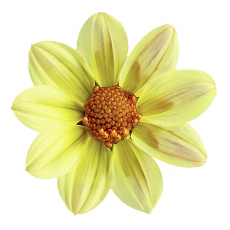 Dahlia (stek)