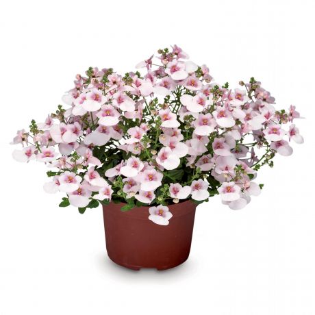 Diascia Barberae Darla (stek) Perkplanten, Stek