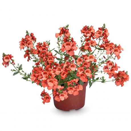 Diascia Barberae Darla (stek)