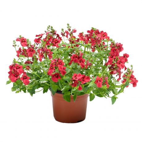 Diascia Barberae Darla (stek)