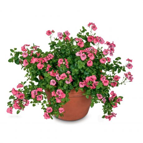 Diascia Barberae Darla (stek)