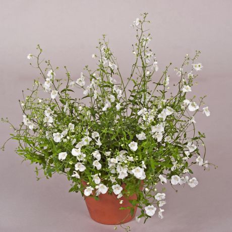 Diascia Barberae Darla (stek)