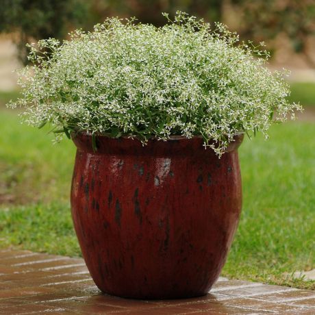 Euphoriba hypericifolia Glitz (zaad) Perkplanten, Zaad