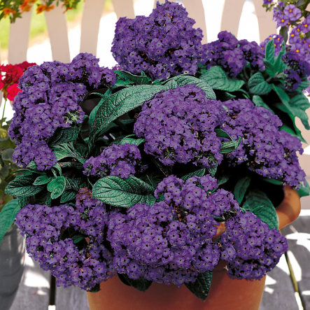 Heliotropium Arborescens Nautilus Blue (stek) Perkplanten, Stek