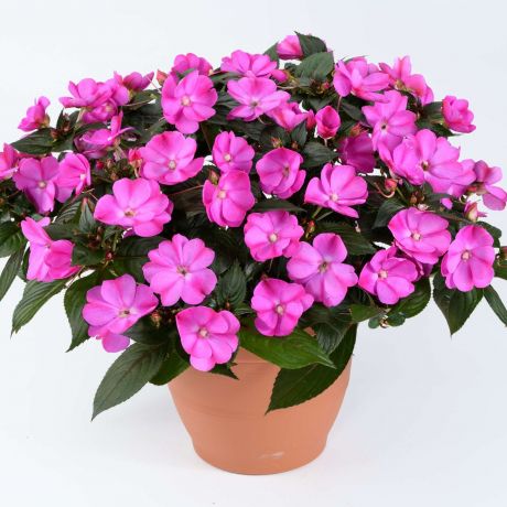 Impatiens Walleriana (stek) Perkplanten, Zaad