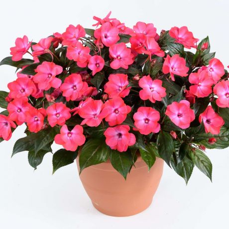 Impatiens Walleriana (stek)