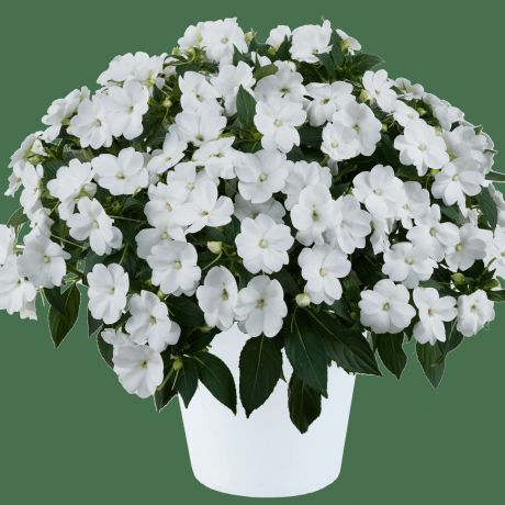 Impatiens Walleriana (stek)