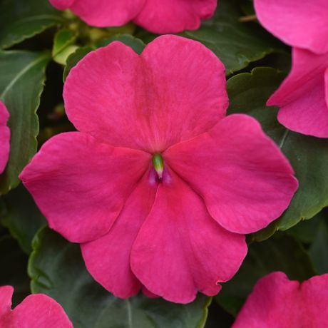 Impatiens Walleriana (zaad) Perkplanten, Zaad