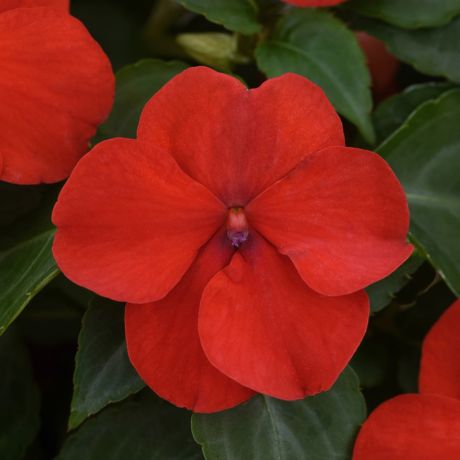 Impatiens Walleriana (zaad)