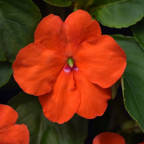 Impatiens Walleriana (zaad)