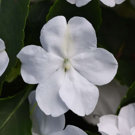 Impatiens Walleriana (zaad)