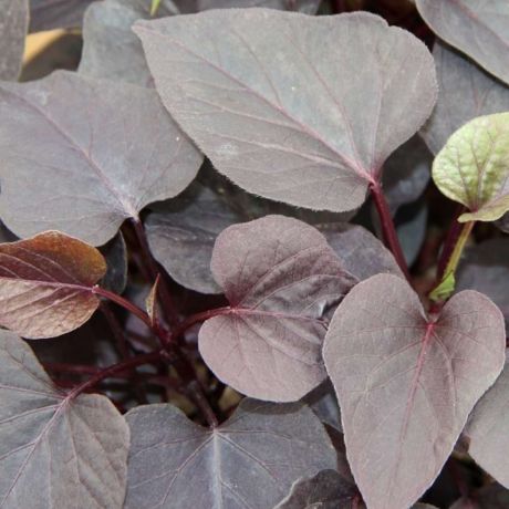 Ipomoea Batatas (stek) Perkplanten, Stek