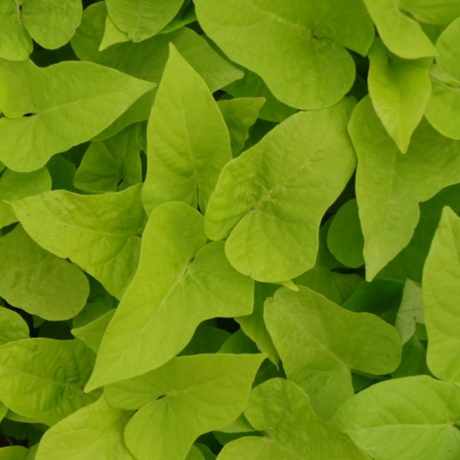 Ipomoea Batatas (stek)