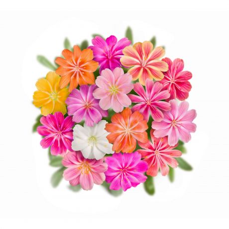 Lewisia Cotyledon Elise Mix (zaad) Perkplanten, Zaad