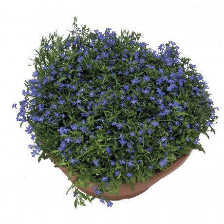 Lobelia Erinus Early Sky Blue (zaad) Perkplanten, Zaad