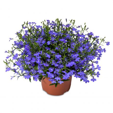 Lobelia Erinus Stek (stek) Perkplanten, Stek