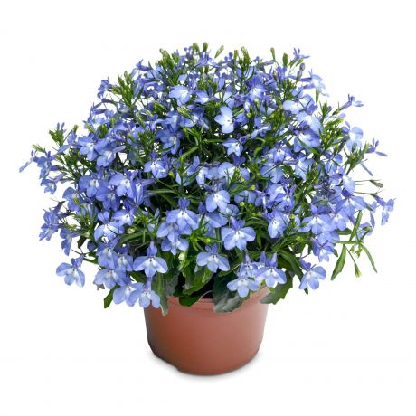 Lobelia Erinus Stek (stek)