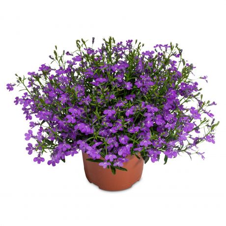 Lobelia Erinus Stek (stek)